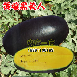 黄壤黑美人西瓜种子大果型黑皮巨型种籽超甜四季春季夏季水果种孑