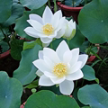 【婚纱】种藕中型盆栽荷花纯白单瓣阳台水生花卉多年生明月荷苑