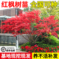 红枫树苗+四季红