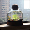 生态瓶大桌面小鱼缸鱼虾螺微景观创意生日情侣礼物DIY作业免换水