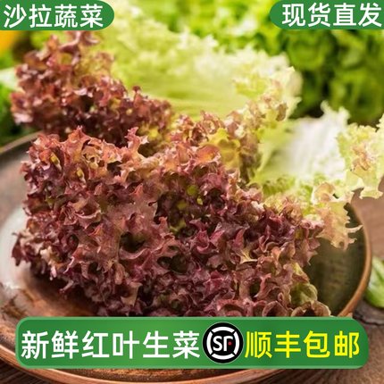 新鲜红叶生菜蔬菜沙拉紫叶生菜轻食西餐食材色拉菜顺丰包邮罗莎红