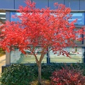 美国红枫大树日本红枫精品大树三季红中国红枫新鲜起苗别墅庭院栽