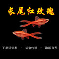 长尾樱桃灯红玫瑰鱼草缸精灵小型鱼热带鱼观赏鱼淡水好养活体包邮