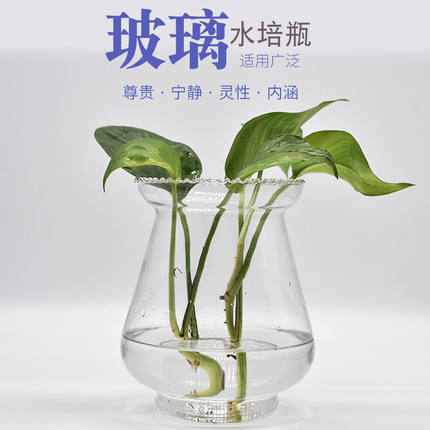 欧式玻璃花瓶水培植物绿萝容器养花透明瓶子水生水养花卉器皿