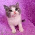 英短猫蓝白+幼猫