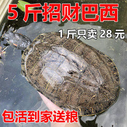 大巴西龟乌龟活体宠物龟活物黄金巴西龟巴西彩龟活物龟 1-4斤包邮