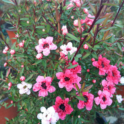 松红梅盆栽带花三色重瓣室内客厅花卉四季 庭院耐寒年宵花植物