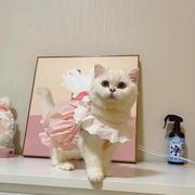 猫咪衣服裙子春夏季可爱马卡龙猫猫幼小猫衣服防掉毛泰迪比熊薄款