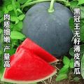 无籽西瓜种子特大新疆红瓤水果籽懒汉黑皮红肉超大夏春季蔬菜种孑