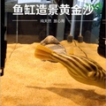 天然黄金沙鱼缸底砂皇冠斑马狗头鱼专用沙河豚鼠鱼缸造景化妆沙