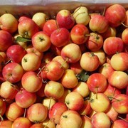 东北沙果海棠果新鲜小苹果5斤糖心大沙果整箱特产10水果
