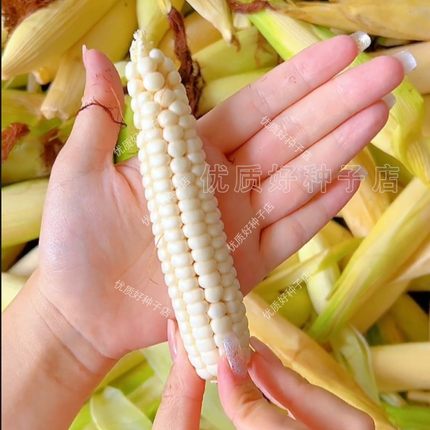 西双版纳香糯甜拇指小玉米种云南母子姆种子拇指玉米种籽白紫珍珠