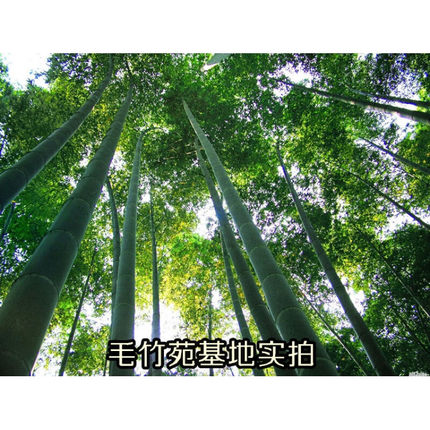 大型毛竹湖南品种大型楠竹高30米毛竹种苗楠竹种根楠竹苗毛竹苗|
