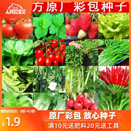 蔬菜种子菜种孑生菜莱种籽葱种番茄菜籽四季白菜盆栽种孑韭菜香菜