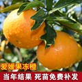 橙子树苗+赣南