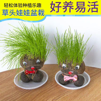 草头娃娃小盆栽可爱植物头上长草创意绿植桌摆好养趣味水培娃娃