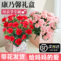 玫瑰康乃馨鲜花盆栽带花苞母亲节礼物花篮送女友老婆妈妈520花束