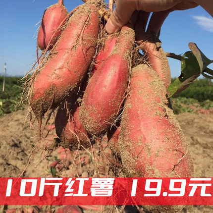 新鲜红薯10斤西瓜红薯蔬菜沙地番薯红苕地瓜山芋板栗龙九红薯蜜薯