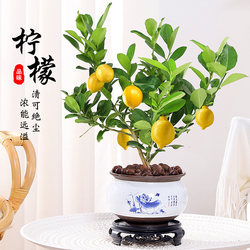 四季香水柠檬树苗盆栽水果苗植物室内花卉大颗可结果食用绿植好养