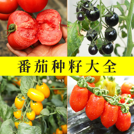 小千番茄四季种子大全禧圣女果南方西红柿盆栽春季菜种蔬菜种籽孑