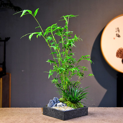 米竹盆栽办公室小型凤尾竹盆景室内茶几桌面绿植微型竹子苗观赏竹