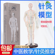 中医针灸穴位人体模型超清晰十二经络小皮人人体针灸模型男女模型