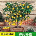 柠檬树 盆栽网红植物可食用带果大树苗四季开花香水柠檬当年结果
