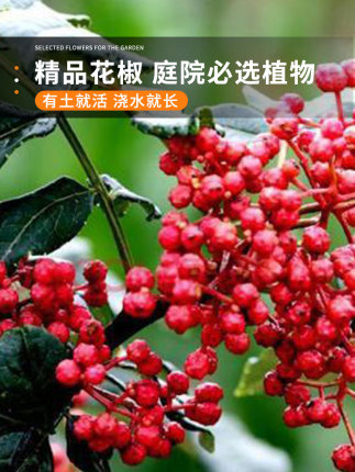 大红袍花椒种子 青花椒种子 九叶花椒树种子带刺篱笆植物