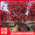 红枫树苗日本红舞姬盆景中国三季红美国红枫庭院别墅四季庭院栽种