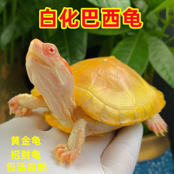 变异白化巴西龟焦糖果冻黄金龟深水龟鱼缸混养罕见乌龟活物招财龟