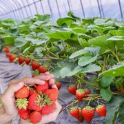 四季草莓苗奶油红颜草莓秧大棚种植草莓盆栽当年结果新苗带土果苗