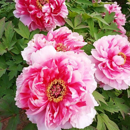 牡丹花种子赛蔷薇玫瑰盆栽月季庭院阳台洛阳花易活物花卉种籽子