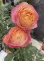 玫瑰月季室内外树苗绿植物开花阳台庭院四季盆栽吸色效果