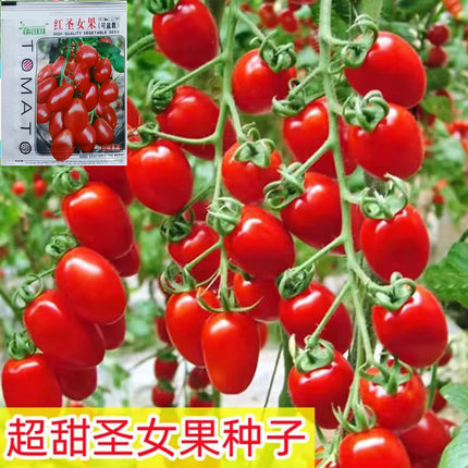 圣女果种子超甜千禧圣女果樱桃番茄种籽四季早熟阳台盆栽水果种子