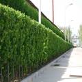 北海道黄杨苗围墙篱笆植物大叶冬青树苗四季常青耐寒庭院小区绿篱