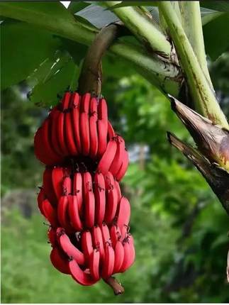 红香蕉苗树苗 皇帝香蕉苗 南方四季香蕉四季种植带土带叶发货包邮