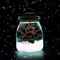 海藻球玻璃生态瓶微景观带灯迷你鱼缸创意植物盆栽生日礼物月光银