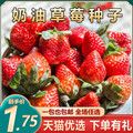 草莓种籽子奶油草莓种子四季结果种植苗盆栽当季草莓阳台水果蔬菜