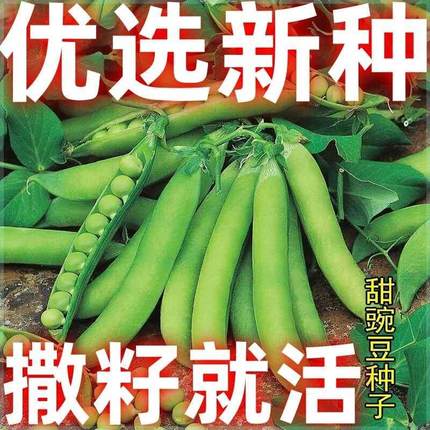 台湾珍奇甜脆豌豆种种植长寿豆荚豌豆四季仁甜豆籽蔬菜 籽农家子