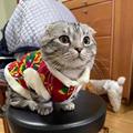 猫咪衣服冬季新年泰迪东北大花袄英短银渐层幼猫博美宠物狗狗衣服