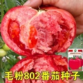 西红柿苗老品种