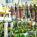 葡萄架阳台支撑杆杆子攀爬植物固定支架花架黄瓜爬藤钢管包塑架子
