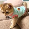 布偶猫衣服薄款