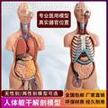 人体器官结构解剖模型生物产后全身肌肉骨盆盆腔科教内脏骨架教具