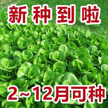 【今年新种】抗热上海青种子蔬菜种子青菜小白菜四季易种盆栽蔬菜