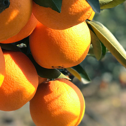 【精品】正宗纽荷尔脐橙当季新鲜水果大果甜橙一整箱批发3/5/9斤