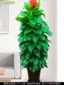 促大绿萝盆栽 吸甲醛净化空气植物室内办公室大型绿植客厅卧室品
