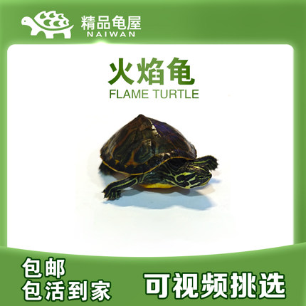 乌龟纯种金边火焰龟活物鱼缸混养外塘深水宽纹精品全品大龟种龟苗