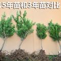 小叶雀舌罗汉松 罗汉松盆景素材 树桩绿植绿化树苗罗汉松造型树苗