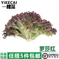 【yikecai】红叶生菜500g罗莎红生菜新鲜蔬菜沙拉食材紫叶色拉菜
